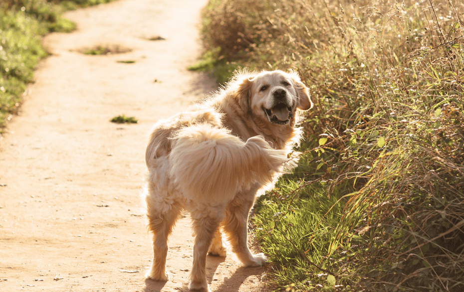 6 Holiday Homes Great For Dog Walkers Coast Country Cottages